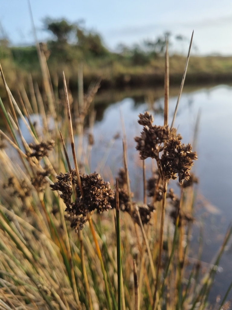 River Rushes Uk rushes from Hampshire on December 29, 2021 at 02:27 PM by Milo ...
