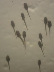 Lithobates palustris