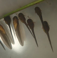 Lithobates palustris