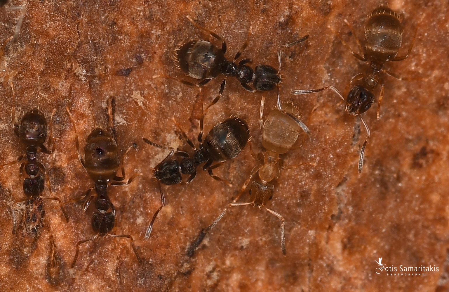Plagiolepis perperamus