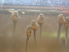 Lithobates palustris