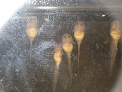 Lithobates palustris