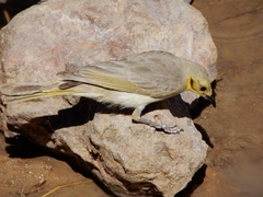 Ptilotula plumula