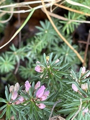 Erica carnea