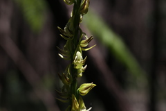 Prasophyllum regium