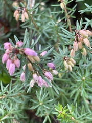 Erica carnea
