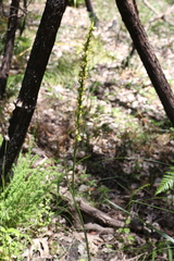 Prasophyllum regium