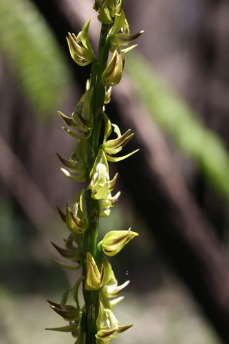 Image of Prasophyllum regium by (c) Hugo Innes, some rights reserved (CC BY)