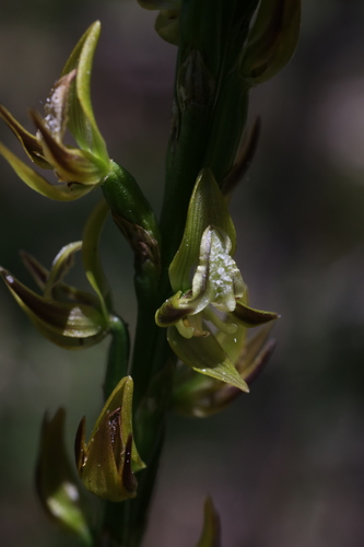 Image of Prasophyllum regium by (c) Hugo Innes, some rights reserved (CC BY)