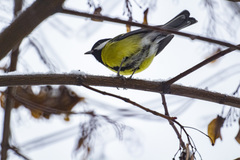 Parus major