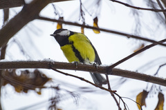 Parus major