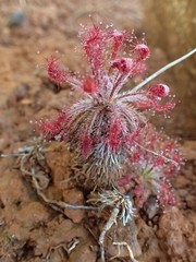 Drosera neocaledonica