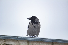 Corvus cornix
