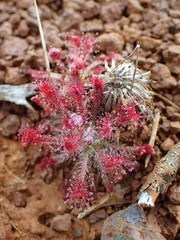 Drosera neocaledonica