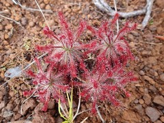 Drosera neocaledonica