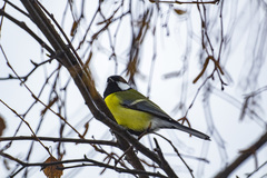 Parus major