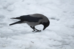 Corvus cornix