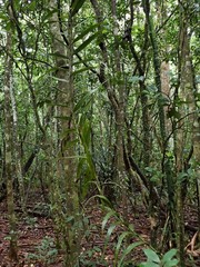 Flagellaria neocaledonica