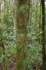 Freycinetia graminifolia