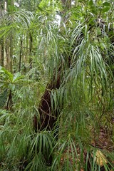 Freycinetia graminifolia