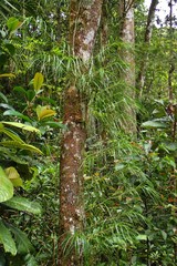 Freycinetia graminifolia
