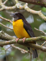 Ploceus bicolor stictifrons