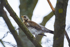 Turdus pilaris