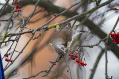 Turdus pilaris