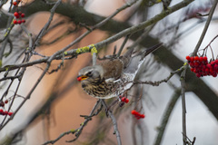 Turdus pilaris