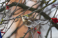 Turdus pilaris