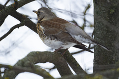 Turdus pilaris