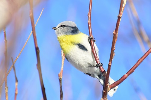 Azure Tit