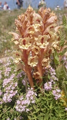 Orobanche alba