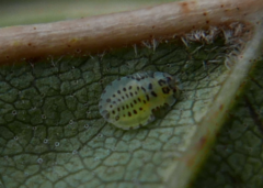 Crypturaphis grassii