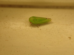 Hyalojassini