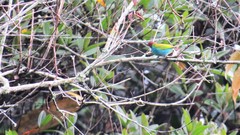 Tangara gyrola