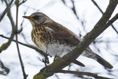 Turdus pilaris