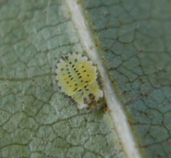 Crypturaphis grassii