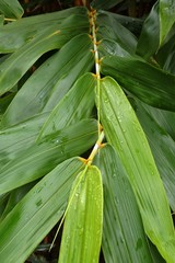 Flagellaria neocaledonica
