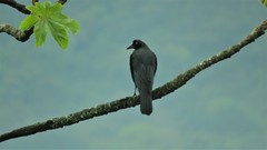 Molothrus oryzivorus