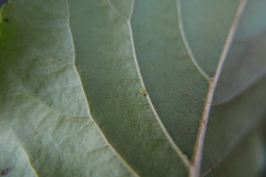 Crypturaphis grassii