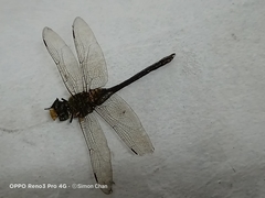 Anax guttatus
