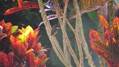 Todirostrum cinereum