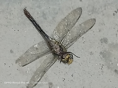 Anax guttatus
