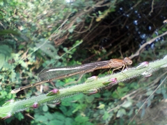 Pseudagrion rubriceps