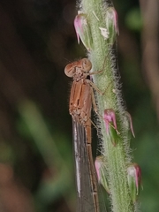 Pseudagrion rubriceps