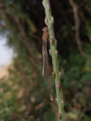 Pseudagrion rubriceps