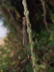 Pseudagrion rubriceps