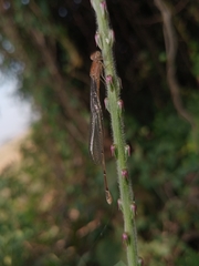 Pseudagrion rubriceps