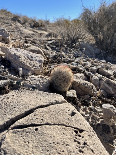 Pelecyphora dasyacantha